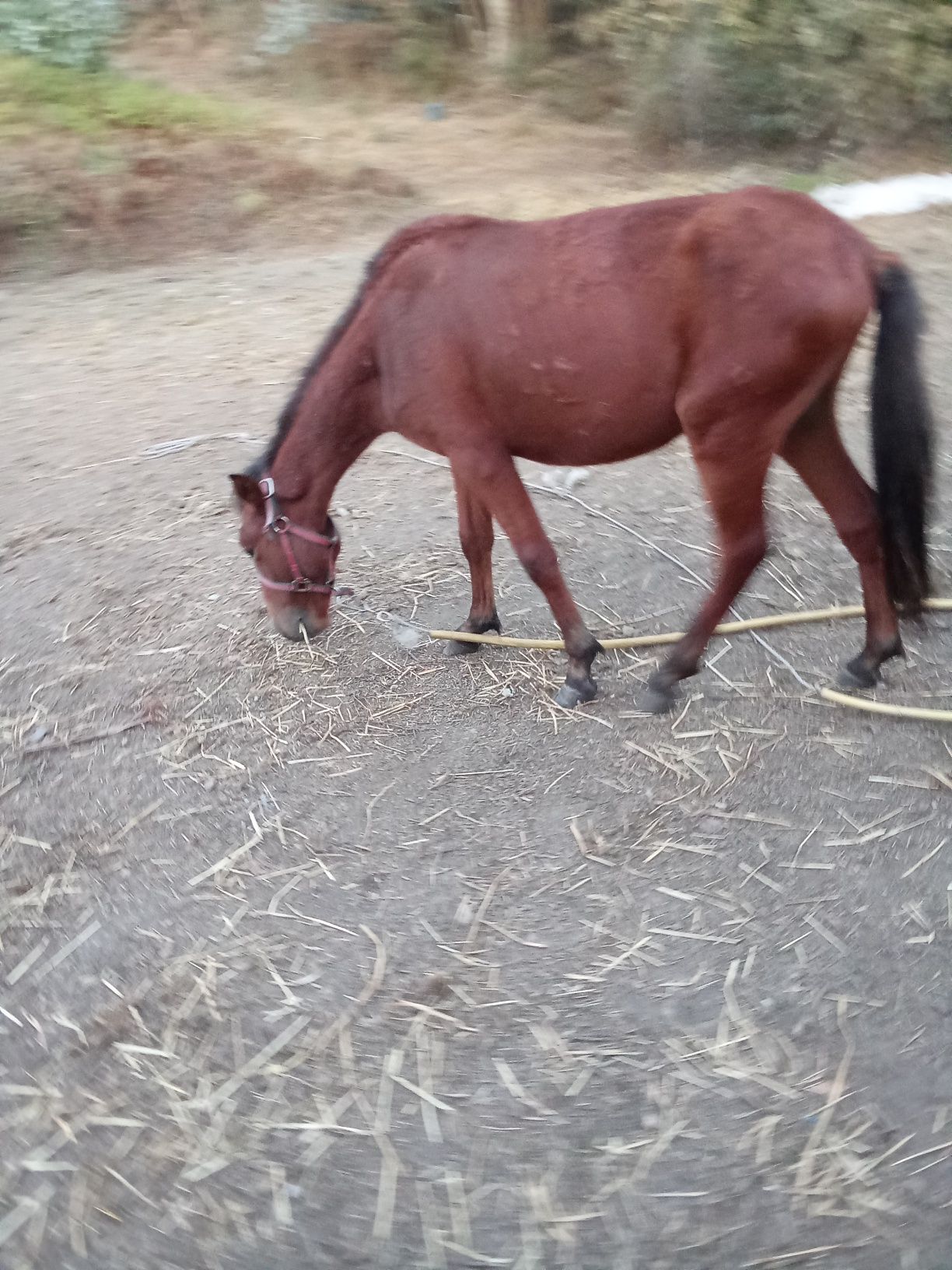 Cavalo com 10 meses