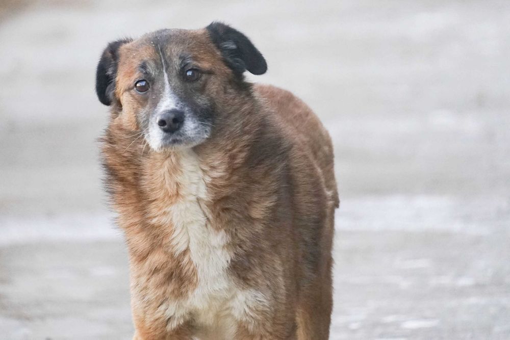 Kodżak - starszy psiak szuka domu