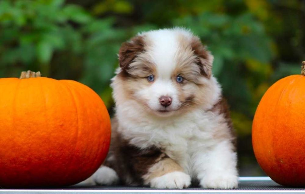 Miniaturowy Owczarek Amerykański MAS Chłopiec red merle