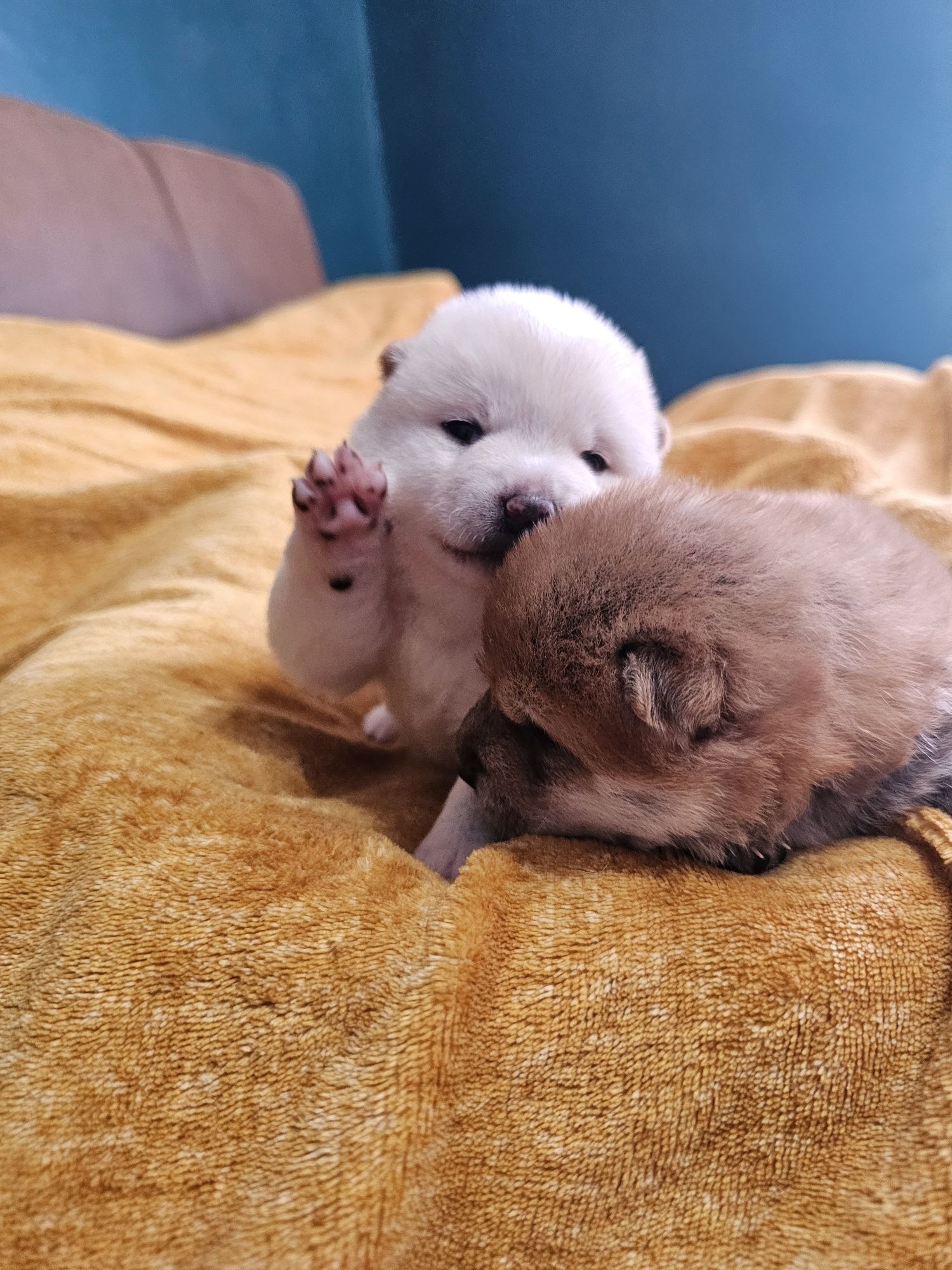 Shiba inu szczenię ZKWP FCI doskonały rodowód