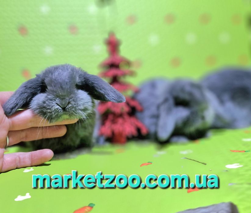 Ексклюзивна пропозиція для справжніх цінителів краси та ніжності!