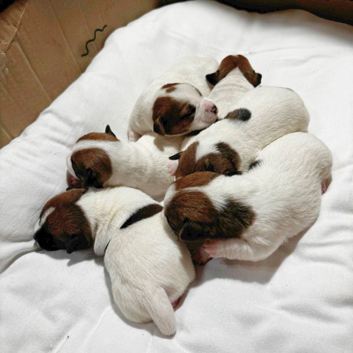 Дівчата - цуценята Джек Рассел Терьер