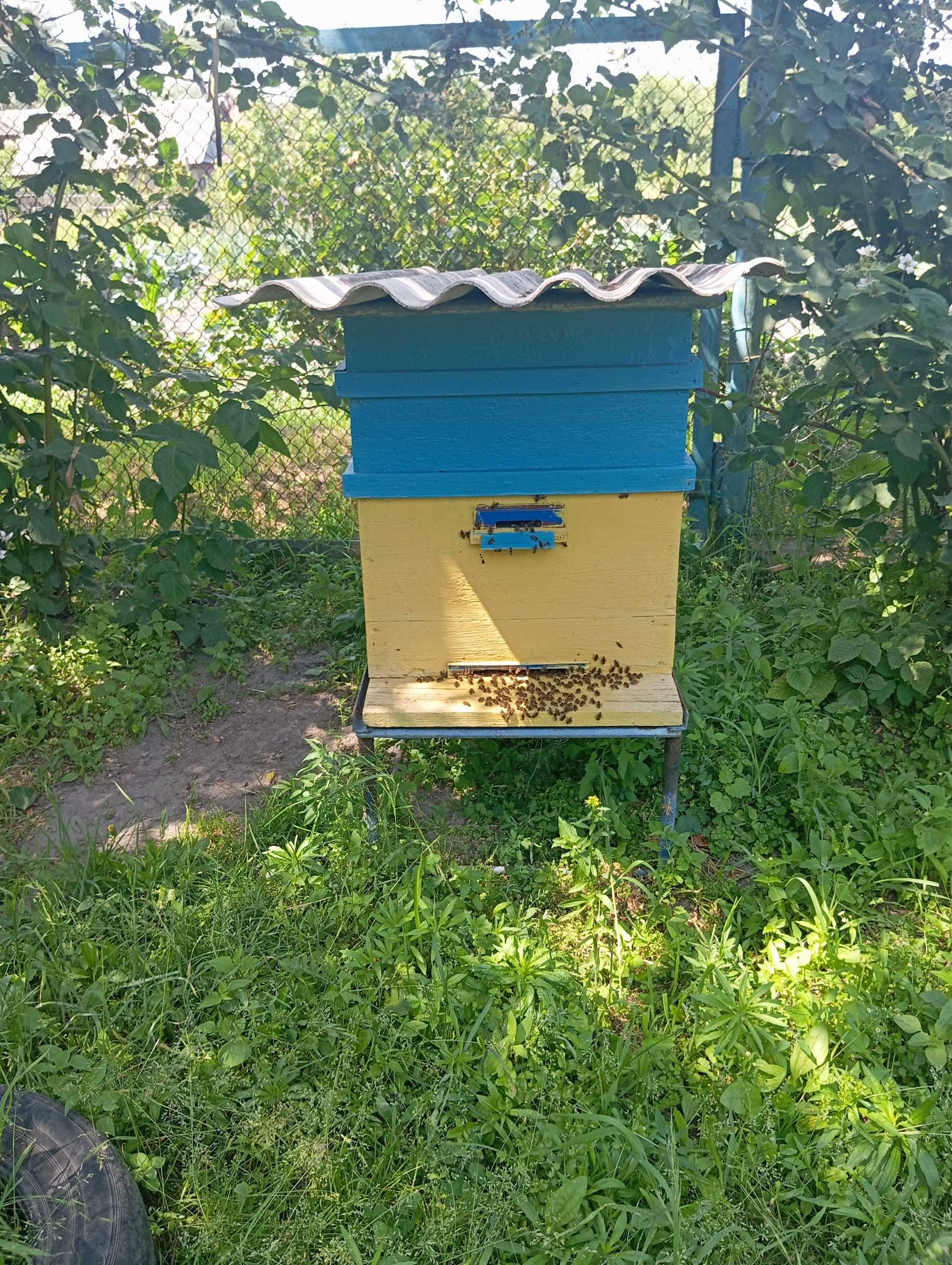 Бджолосімї з вуликами 1500гр.