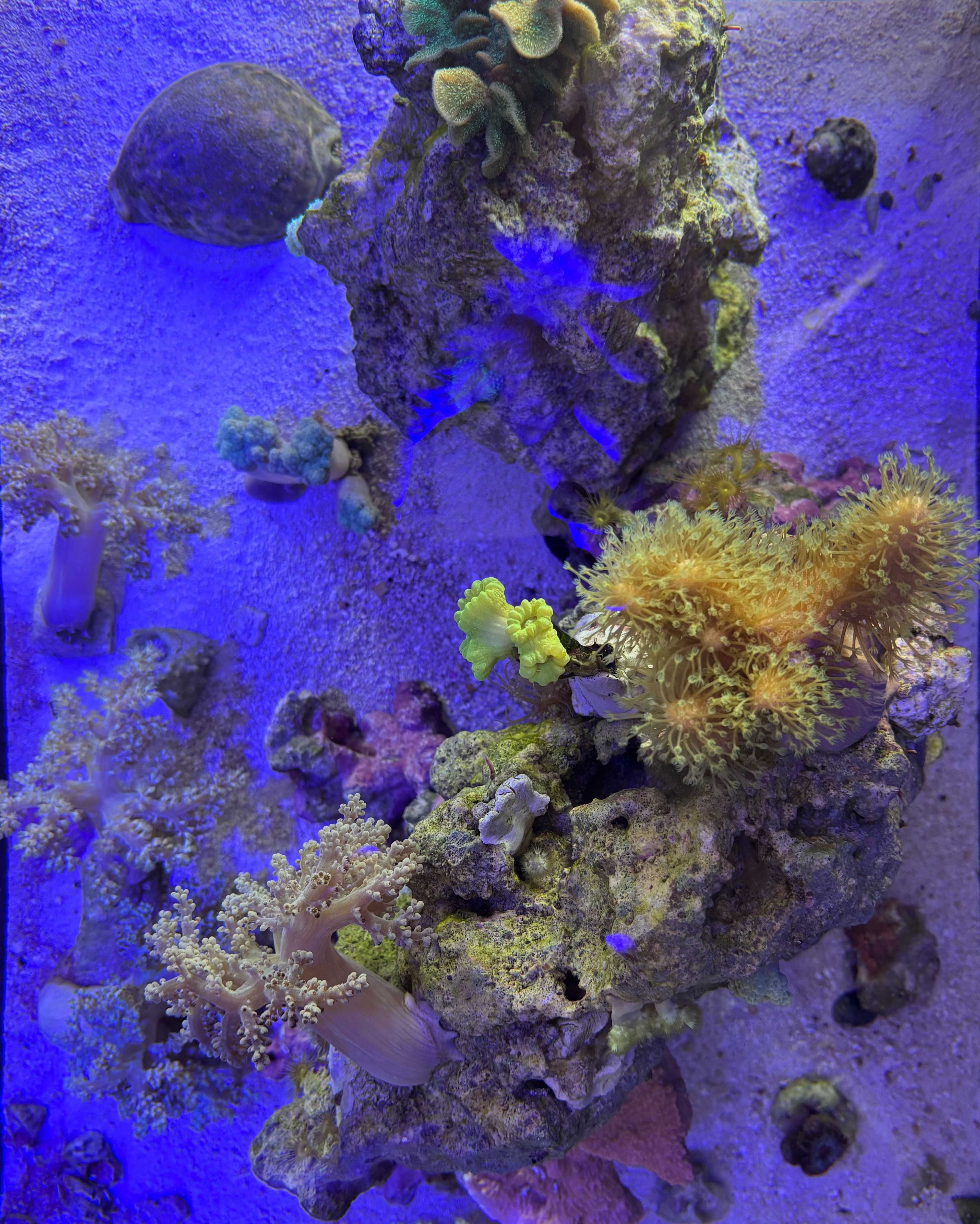 Akwarium morskie Red Sea 75l z szafką
