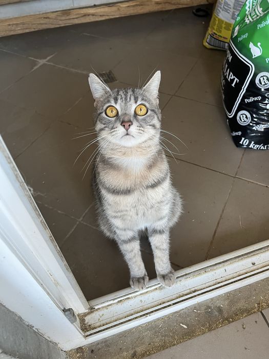 Адель почти год стерилизована