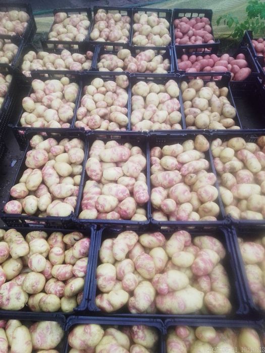 Batatas Picasso (Olho de Perdiz)