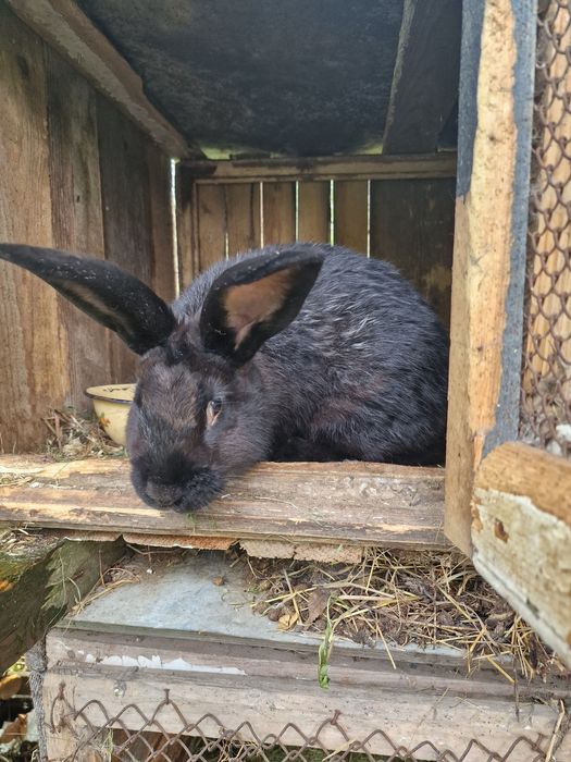 Кролики різного віку