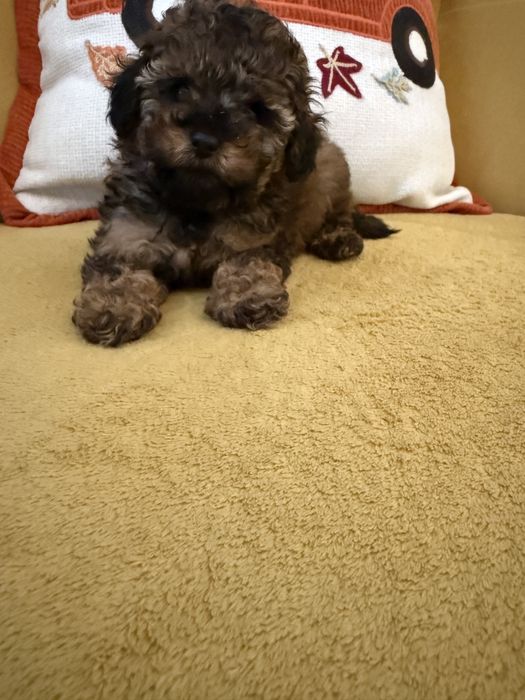 Pudel Toy - czarny-merlle- laleczki