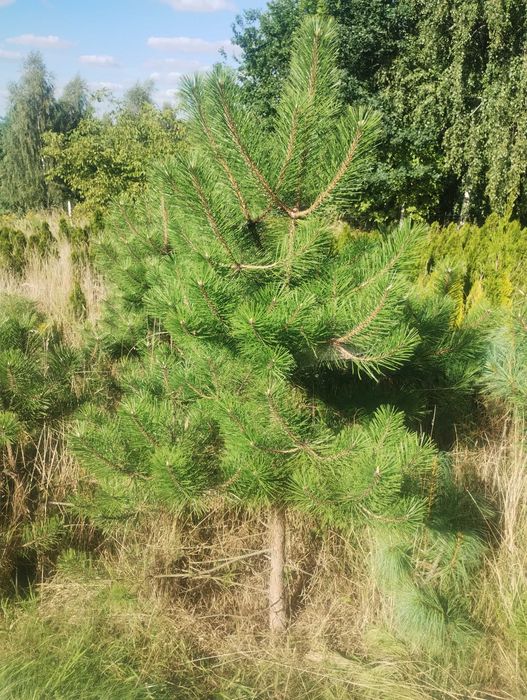 Sosna czarna Tuja szmaragd kopane z gruntu 16 zł