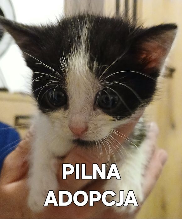 Małe kocięta do pilnej adopcji