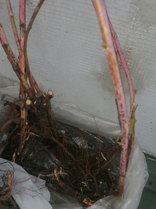 Кущі малини ремотантної