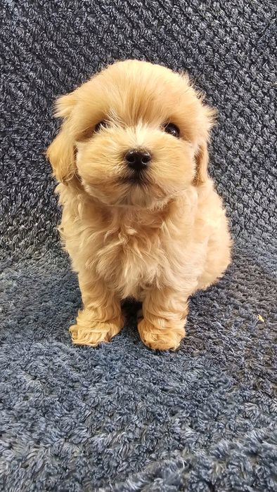 OSTATNI mini maltipoo badania szkolenie rodowód