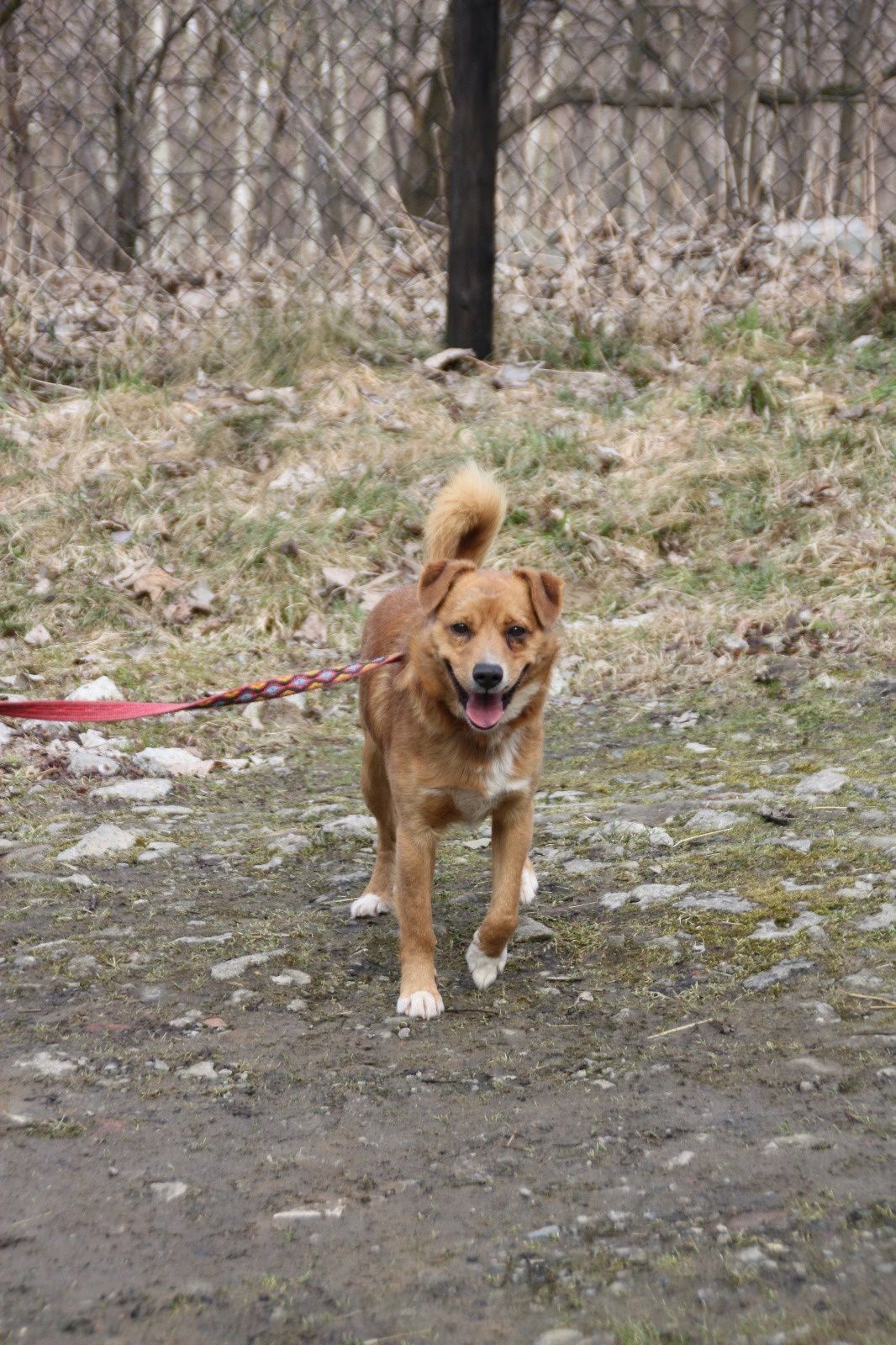 Pies Rudy do adopcji, oddam psa
