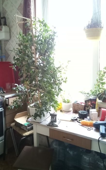 Продам семена комнатного перца