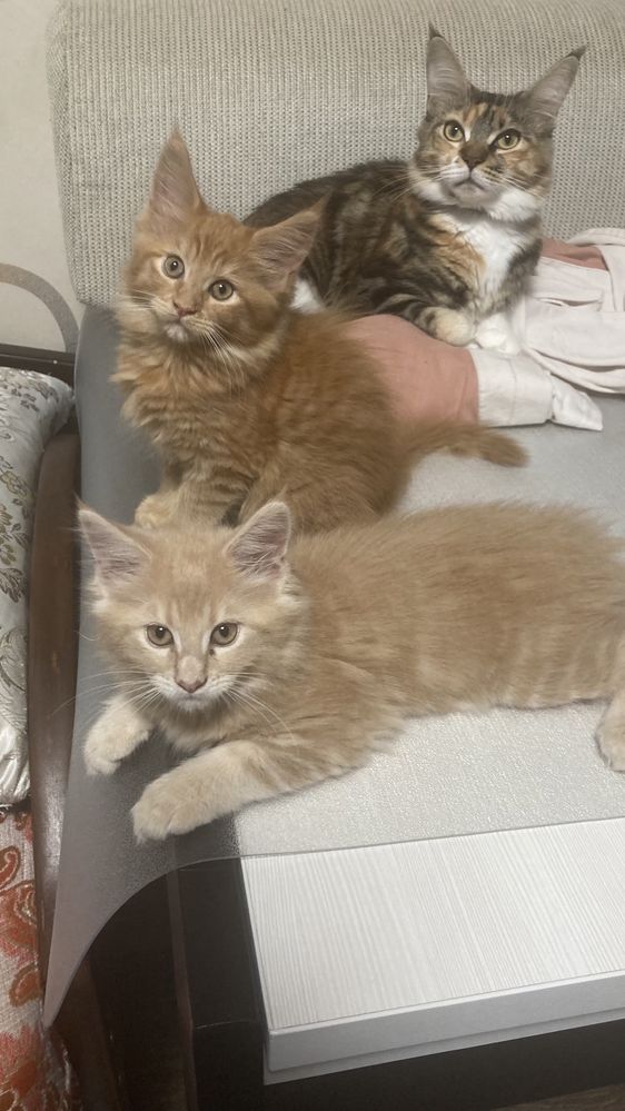 Кошеня Блонда, 2,5 міс, мейнкун, 5500 грн