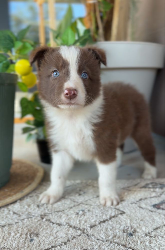 Piesek Border Collie