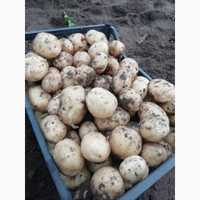 Посадкова картопля різних  сортів