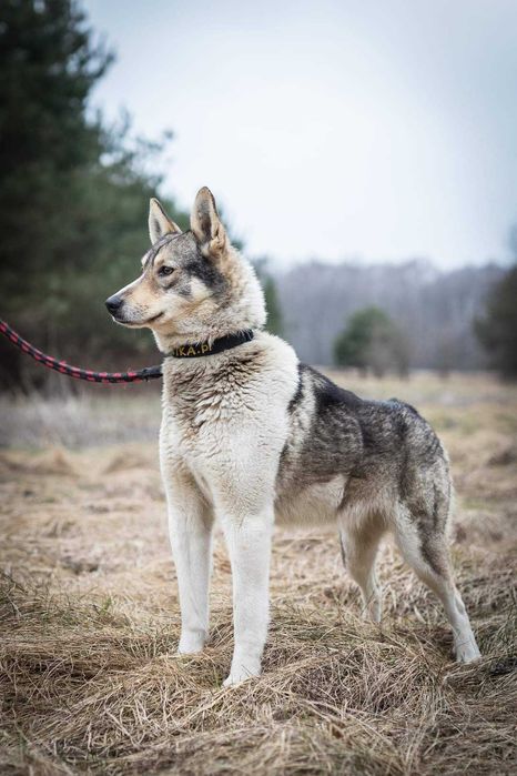 Mela czeka na adopcję