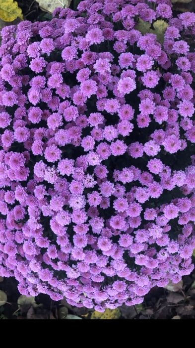 Хризантема мультифлора