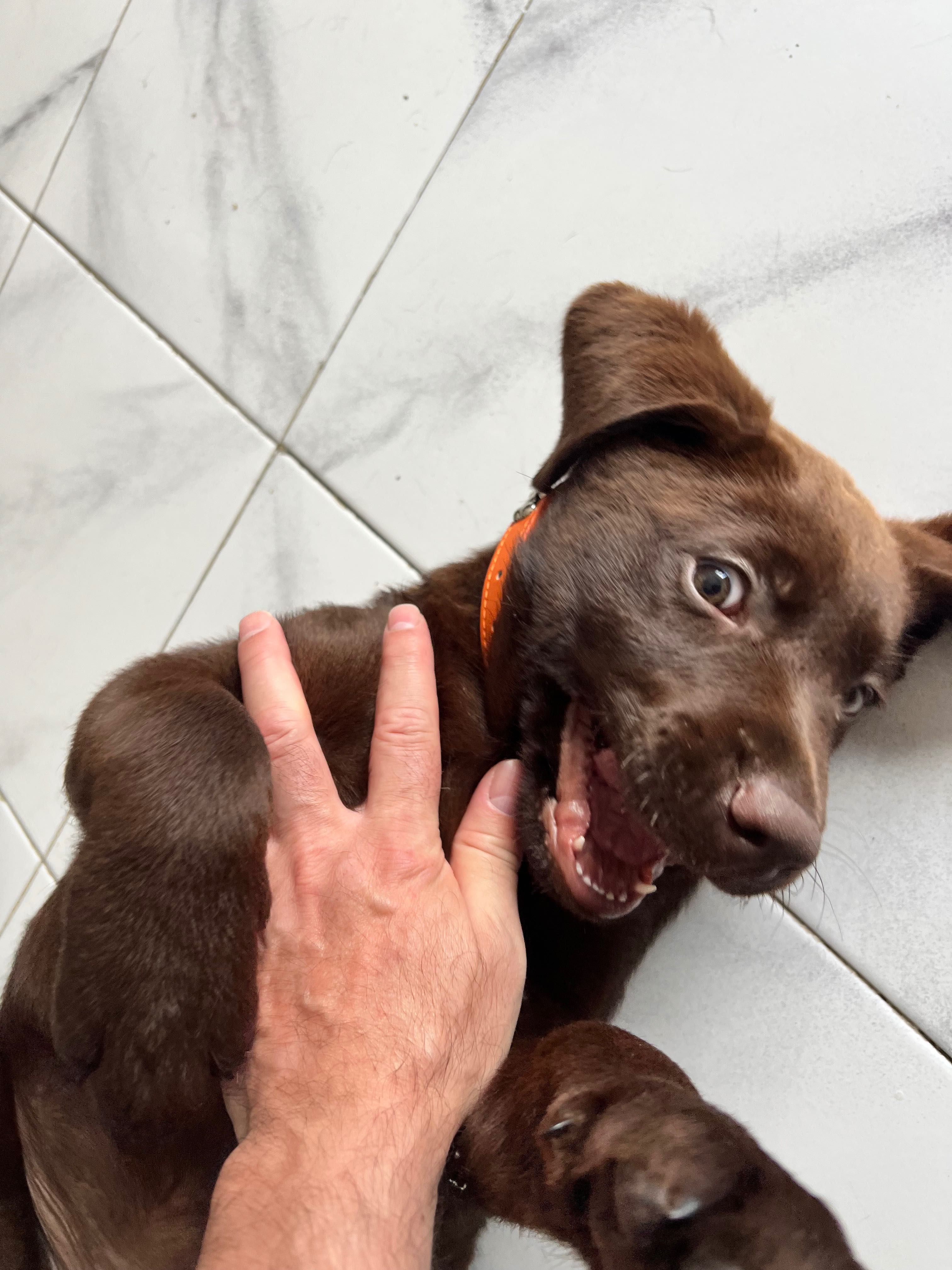 Labrador Retriever Inglês Chocolate – LOP – 12 Semanas – Macho Puro
