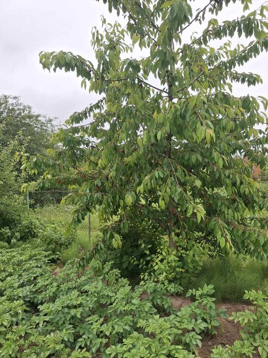 Дачный участок с/о" Сокол"