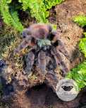 Caribena Versicolor L2