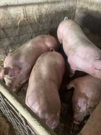 Продам свиней живою вагою +210кг
