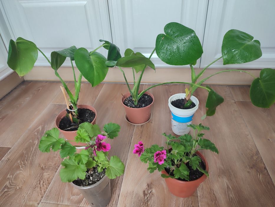 Продам кімнатні квіти