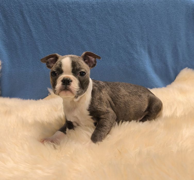 Boston Terrier śliczna mała suczka.