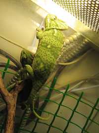 Еменський хамелеон самка 3 місяці