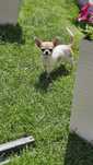 chihuahua dziewczynka