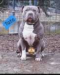 American staffordshire terrier