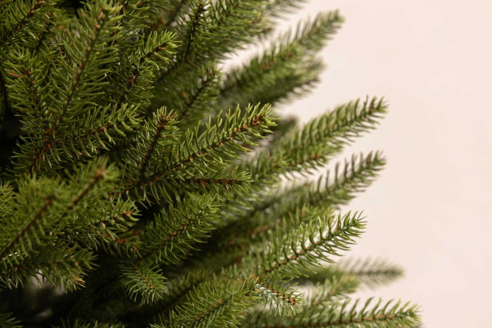 Ялинка Лита Володарка Лісу