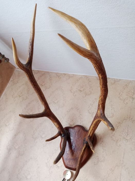 Рога оленя, шикарный вид, идеальное состояние, из Германии.