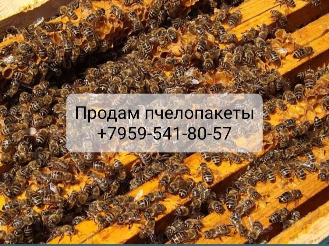 Продам пчелопакеты