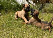 Owczarek belgijski malinois