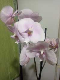 Продам орхидею биг лип