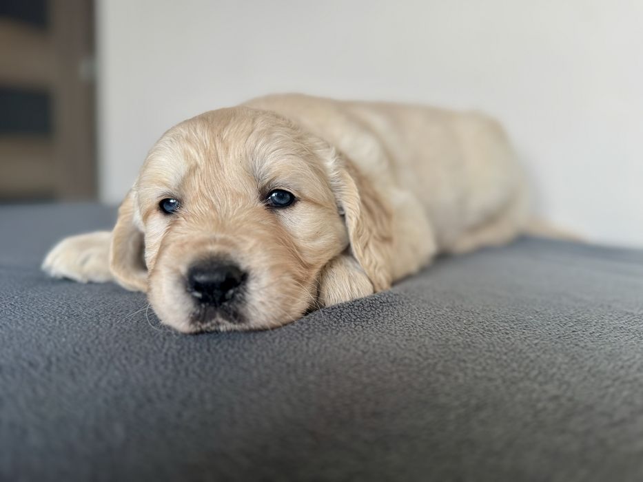 Golden Retriever piękny piesek