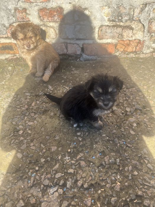 Маленькі друзі,в вашу родину.