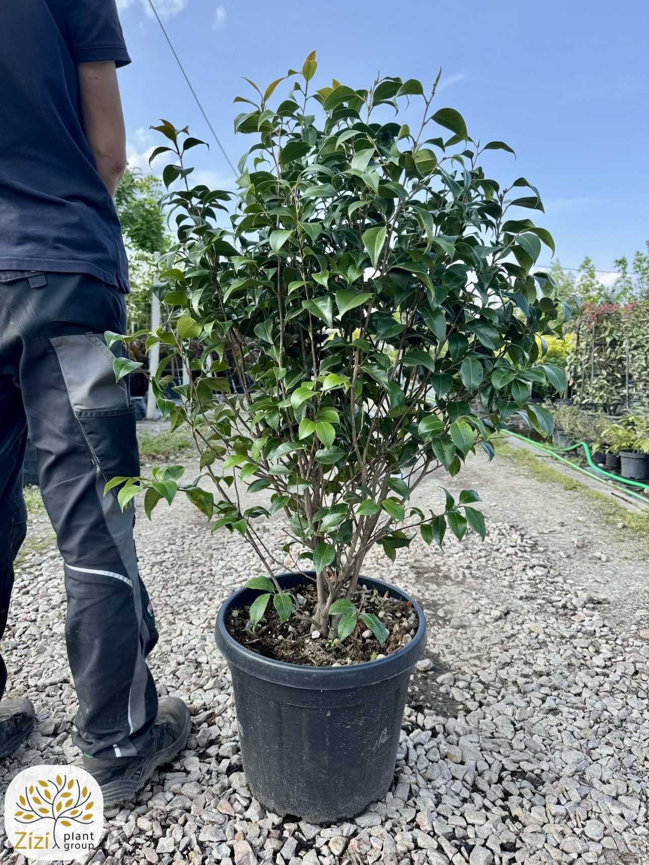 Camellia japonica Mary Williams,Dr Tinsley, Kamelia japońska,100-120cm