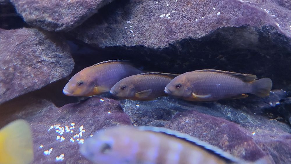 Pyszczak rdzawy , rdzawe