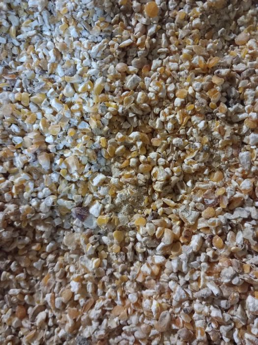 Kukurydza kruszona (Modła)