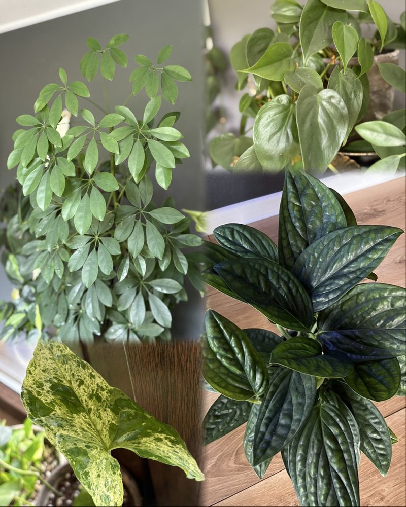 Nadwyżka roślin alokazja, epipremnum, monstera, filodendron