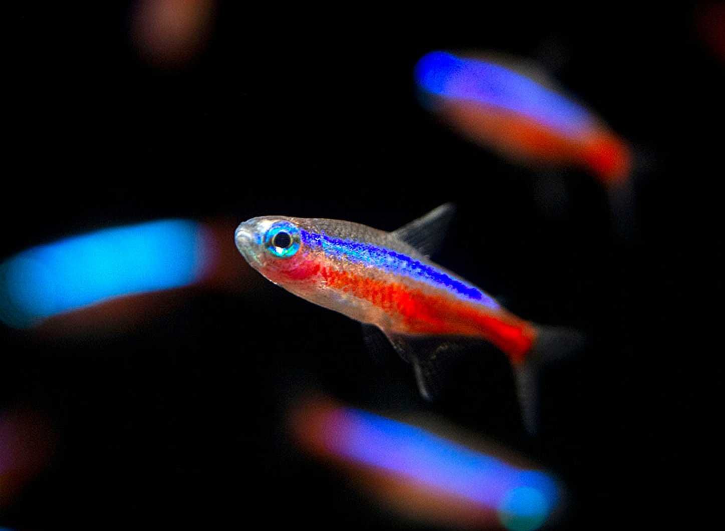Neon czerwony - Paracheirodon axelrodi - dowóz, wysyłka