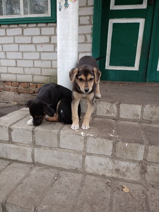 Цуценята песики щенки