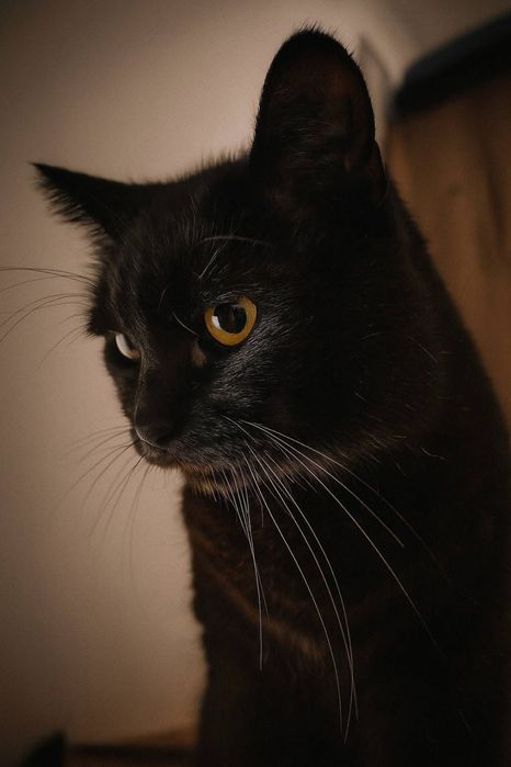 PAN TADEUSZ- szuka domu stałego