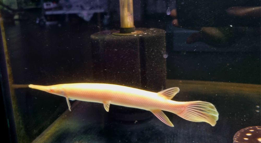 Niszczuka florydzka albino