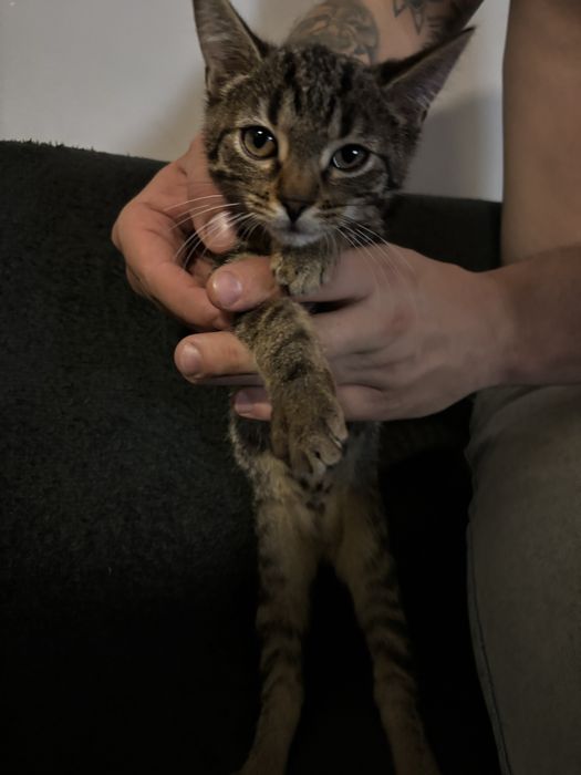 Kociaki do adopcji