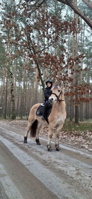Klacz w typie fiorda
Urodzona w 29.08.2018
Klacz zaj