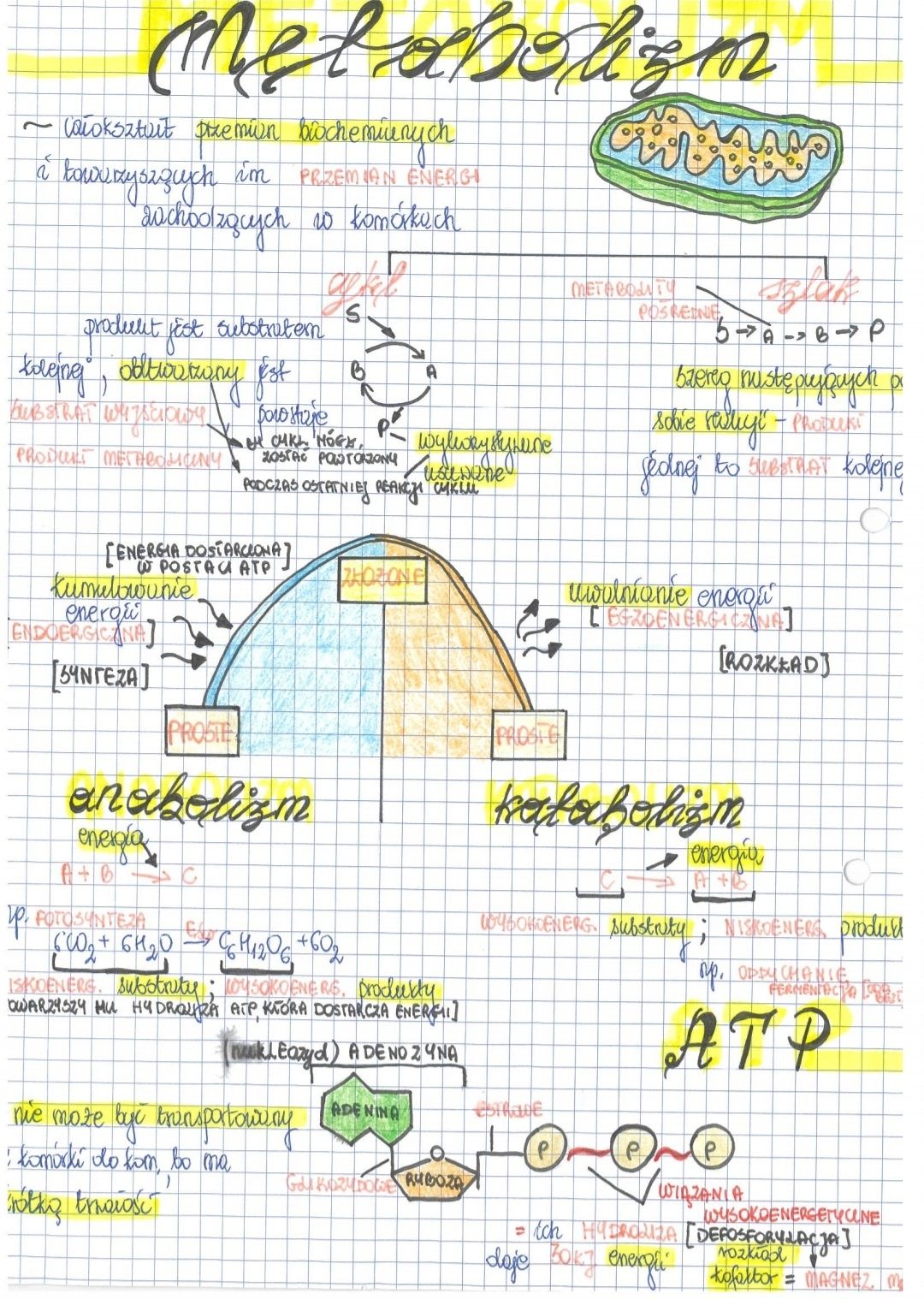 Notatki biologia rozszerzona